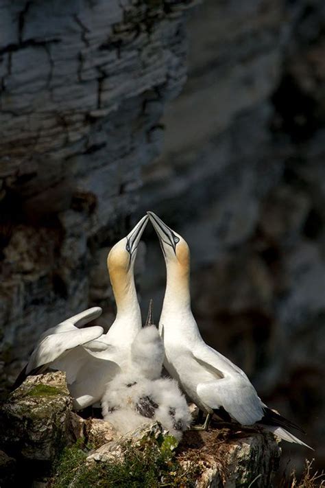 Gannets @Bempton_Cliffs Pretty Birds, Beautiful Birds, Wildlife ...