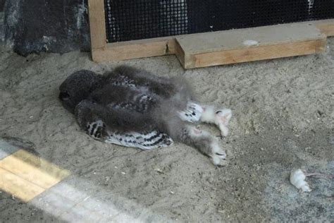 Baby Owl Sleeping Face Down On The Ground