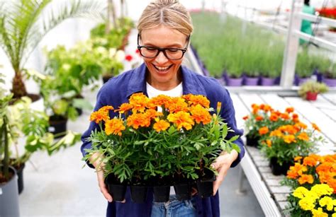 8 Amazing Marigold Flower Benefits Tagetes