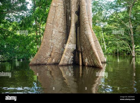 Kapok Tree In The Tropical Rainforest