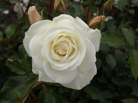 Schneewittchen | Rose, Flowers, Plants