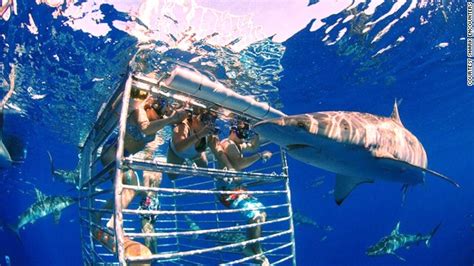 Best Places to Swim With Sharks | KTC Hawaiian - Kapo Trading Company