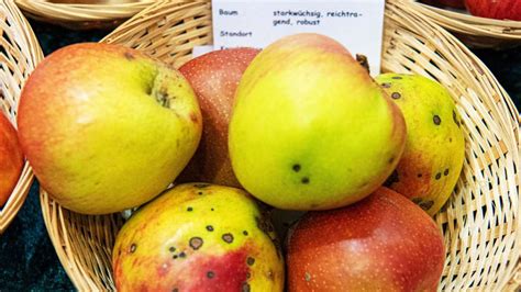 Äpfel mit Pickel und Schorfflecken Kann man sie noch essen