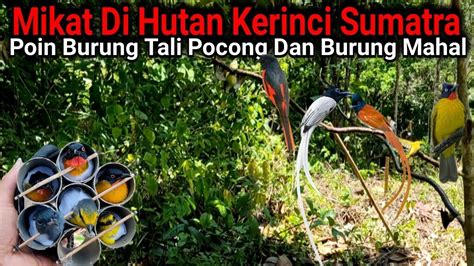 Seharian Mikat Burung Di Hutan Poin Burung Cantik Dan Mahal Youtube