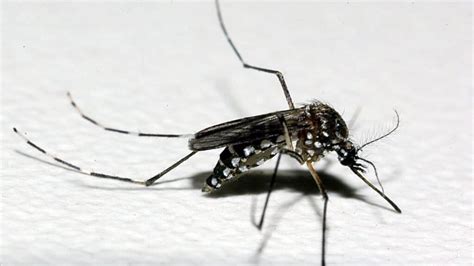 Casos De Dengue Aumentam Em Minas Gerais Portal Mpa