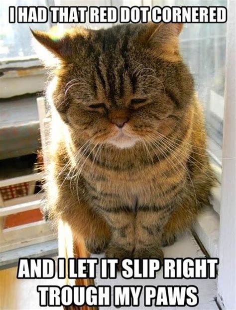 Hilarious Sad Cat Problems That Might Explain Why Your Cat S So