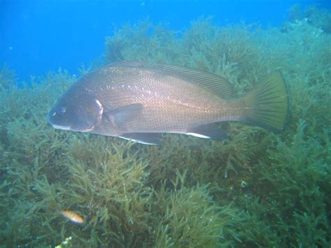 Blog Da Cia Ind Mat Piracema Fotografias De Peixes