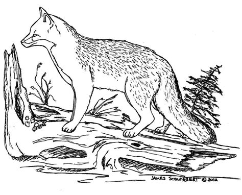 Realistic Red Fox Coloring Page Free Printable Coloring Pages Fox