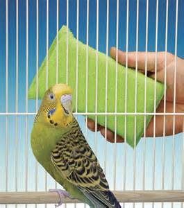 Best Practices in Cleaning Your Bird Cage – Paco Parrot's Blog