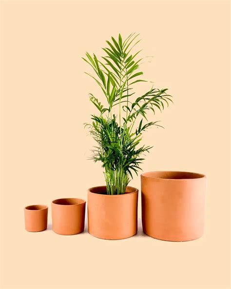 Maceta Terracota M Comprar Online Pur Plant