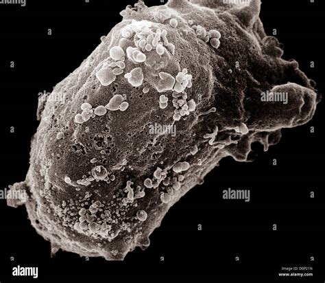 A Scanning Electron Microscope Image Of A Lymphocyte White Blood Cell