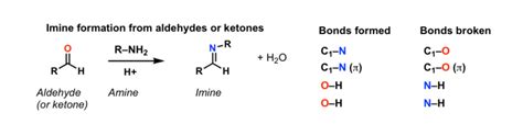 Formation Of Imines From Primary Amines And Ketones Master Organic