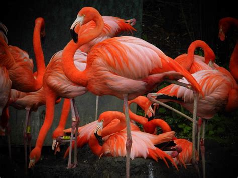 flamingos flamingos   columbus zoo dustin  jennifer stacey