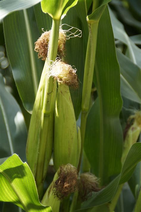 Corn Plant Flower