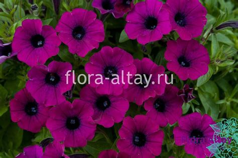 Петуния Littletunia Shiraz | Flora Altay
