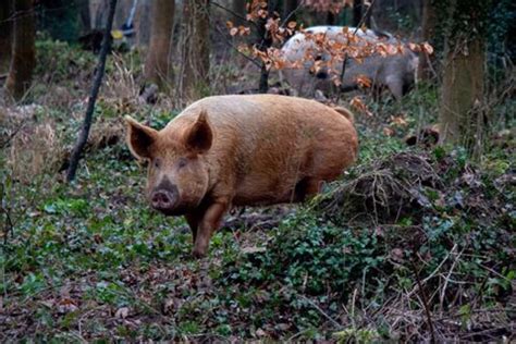 Las Razas de Cerdo Ibérico más Importantes Ibedul