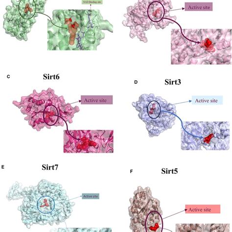 Protein Ligand Interaction 3d View Of Ligand Fit Into The Binding Download Scientific Diagram