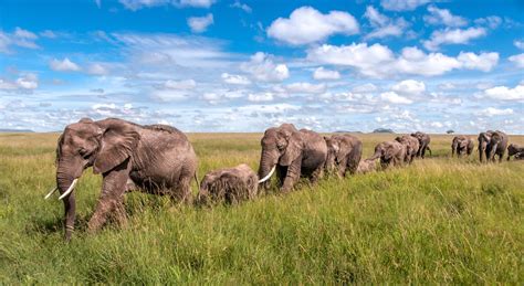 Wildlife Photo Of The Week Elephants On Parade