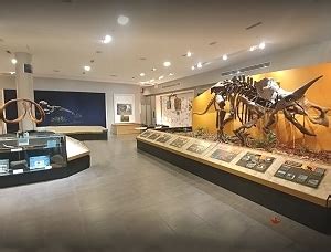 Palm Beach Museum of Natural History | WestPalmBeach.com