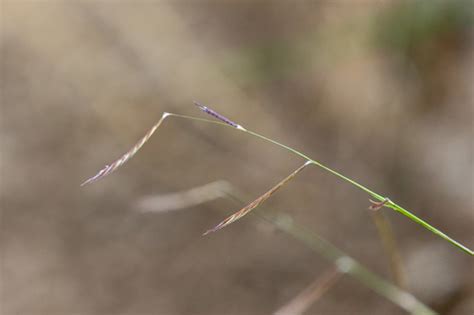 Black Grama Bouteloua Eriopoda · Inaturalist