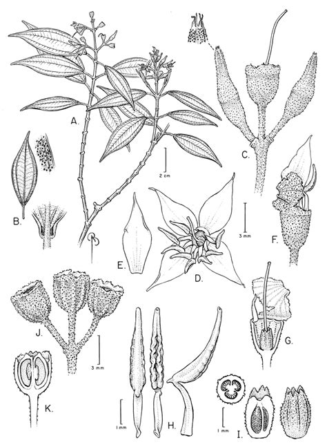 Graffenrieda Penneysii A Flowering Branch B Leaf Adaxial Surface