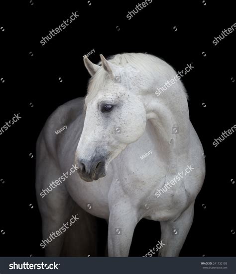 Horse Close Up Head