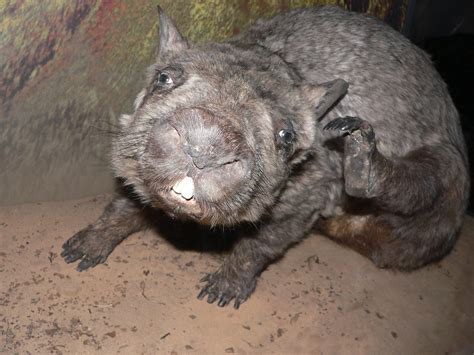 P1070931 There Are About 65 Northern Hairy Nosed Wombats L Flickr