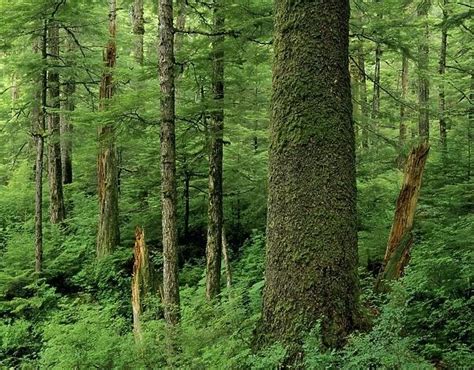 TOM 1551 Alaska Old Growth Sitka Spruce Tree In Tongass 3756438