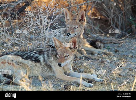 Jackals Africa Hi Res Stock Photography And Images Alamy