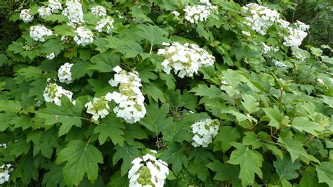 Hortensia Feuilles De Ch Ne Plantation Entretien Soin Le Parisien