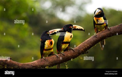 Tukane Von Costa Rica Fotos Und Bildmaterial In Hoher Auflösung Alamy