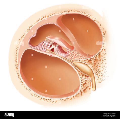 Organ Of Corti Stock Photo Alamy