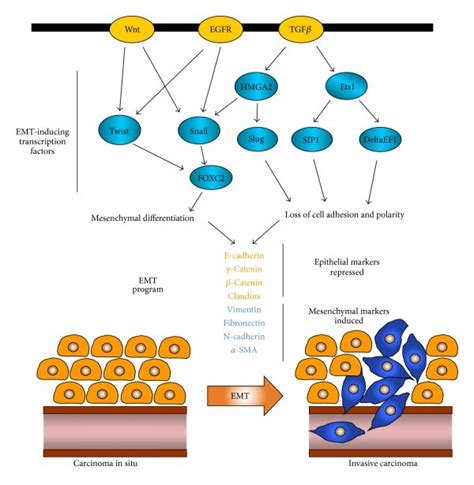 Smad Dependent And Independent Tgf Pathways Active Tgf Ligands