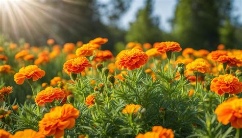 Discover What Marigolds Are Perennials A Guide For Your Garden