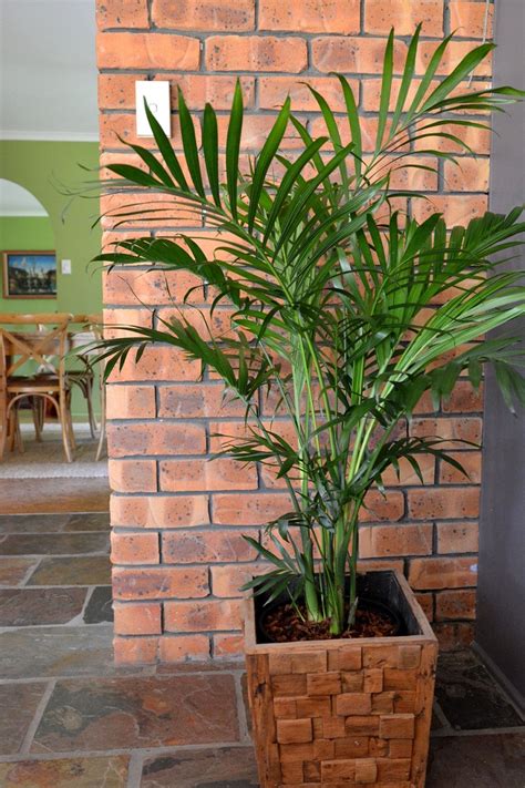 14 of the Best Indoor Palm Trees for a Tropical Vibe