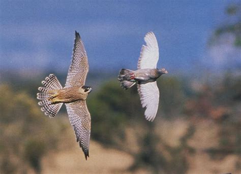 Peregrine Falcon Hunting Pigeon