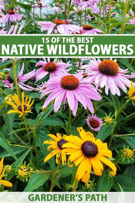 15 of the Best Native Wildflowers for the US and Canada