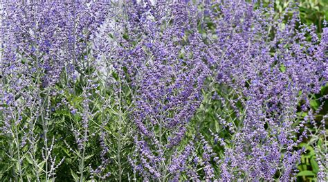 11 Varieties of Russian Sage for Your Garden