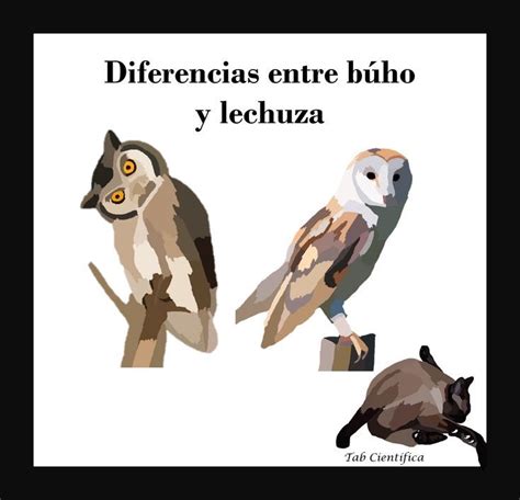 Arriba Foto Diferencia Entre Buho Tecolote Y Lechuza Lleno