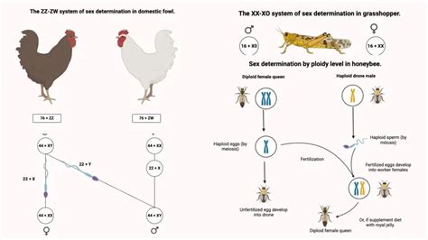 Sex Determination Definition Methods Significance Biology Notes