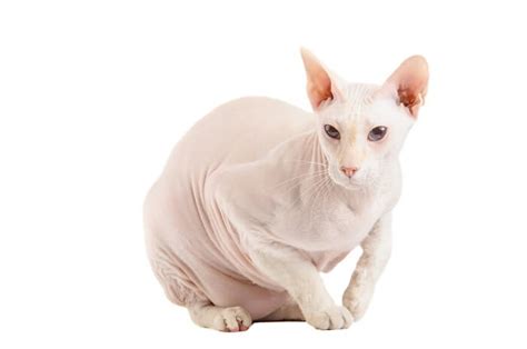 12 Unique, Weirdest Cat Breeds We Love - Cats.com