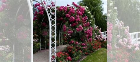 Ароматная Плетистая Роза Лагуна купить в Курске | Товары для дома и ...