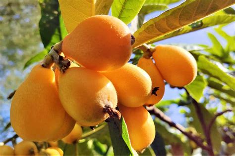 Loquat Definition Fruit History Cultivation Nutrition 55 OFF