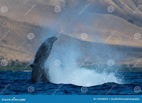 Humpback Whale Peduncle Throw Stock Image Image Of Humpback