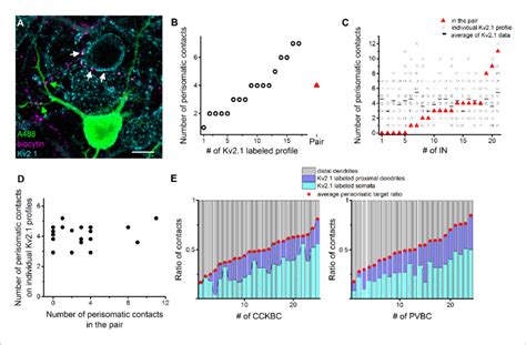 Comparison Of The Innervation Patterns Of Cckbcs And Pvbcs At