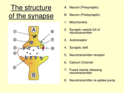 How Synapses Work Synapse Structure