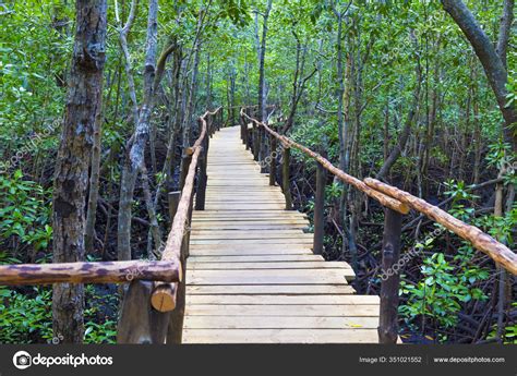 Wildlife Reserve Wooden Pedestrian Bridge Mangroves Jozani Chwaka Bay