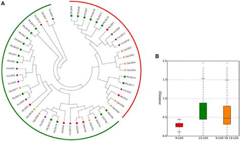 Phylogenetic Relationships Among LOX Genes In Four Rosid Plants A And