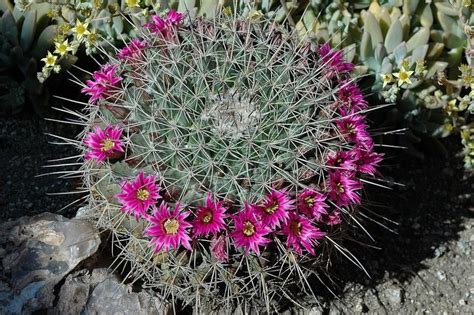 Hd Mammillaria Amajacensis Cactus Plants Garden