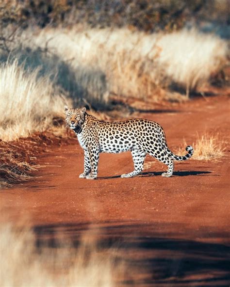 Premium Photo | Bigcat big cats images big cat wallpaper